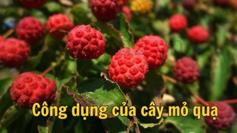 Công dụng của cây mỏ quạ