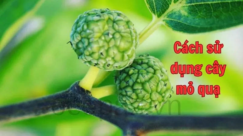 Cách sử dụng cây mỏ quạ