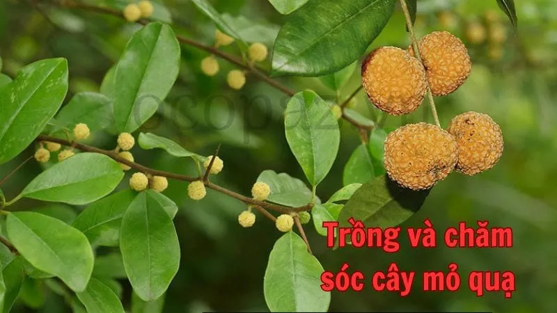 Trồng và chăm sóc cây mỏ quạ