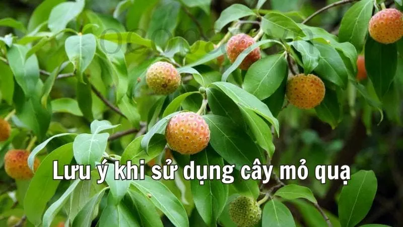 Lưu ý khi sử dụng cây mỏ quạ