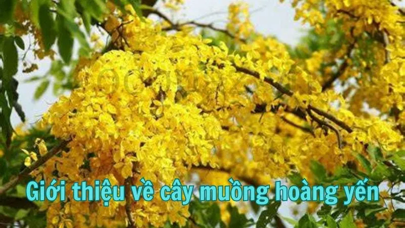 Giới thiệu về cây muồng hoàng yến