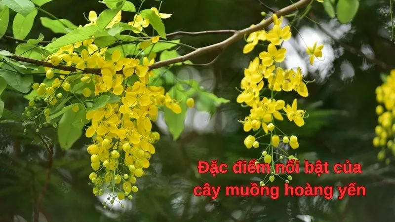 Đặc điểm nổi bật của cây muồng hoàng yến