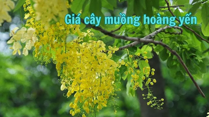 Giá cây muồng hoàng yến