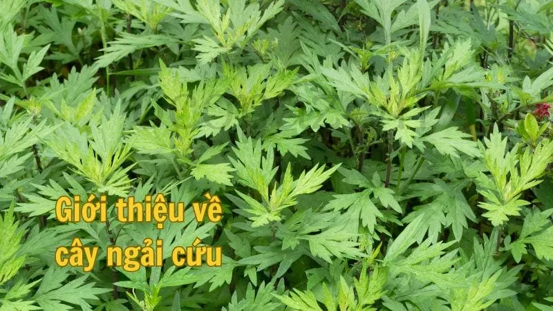 Giới thiệu về cây ngải cứu