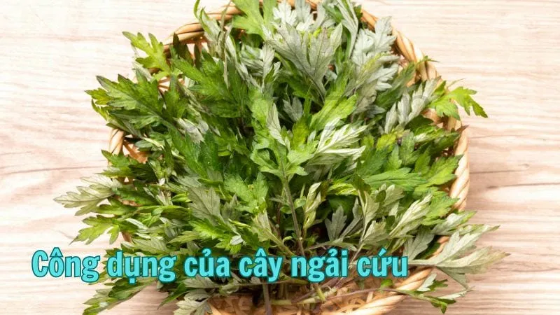 Công dụng của cây ngải cứu