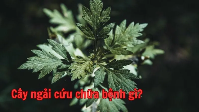 Cây ngải cứu chữa bệnh gì?