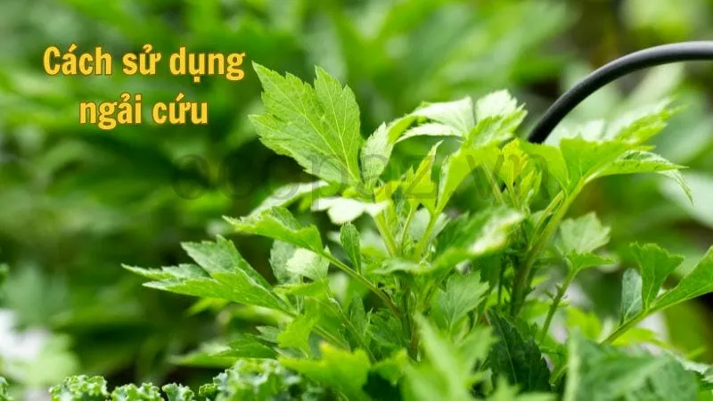 Cách sử dụng ngải cứu