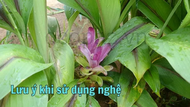 Lưu ý khi sử dụng nghệ