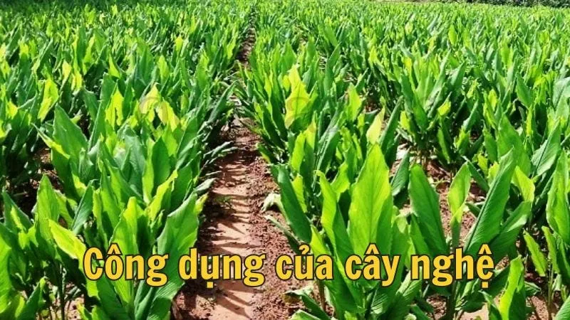 Công dụng của cây nghệ