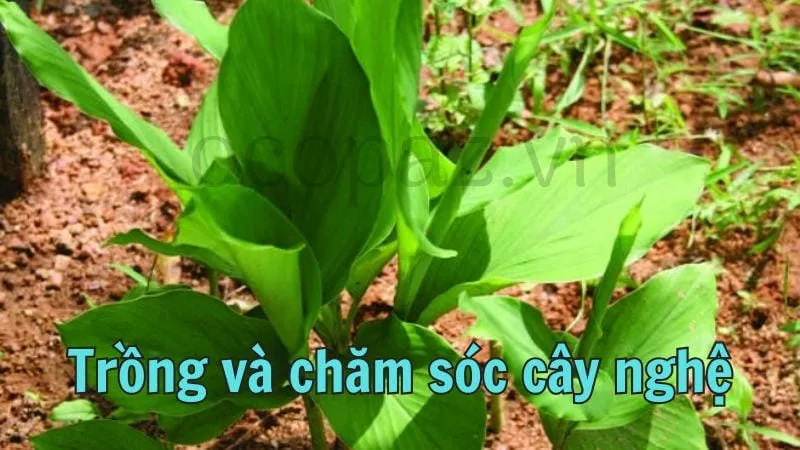 Trồng và chăm sóc cây nghệ