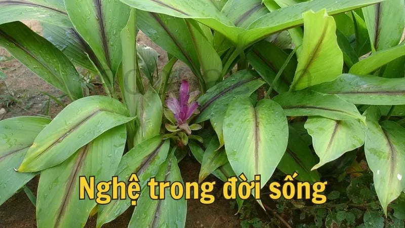 Nghệ trong đời sống