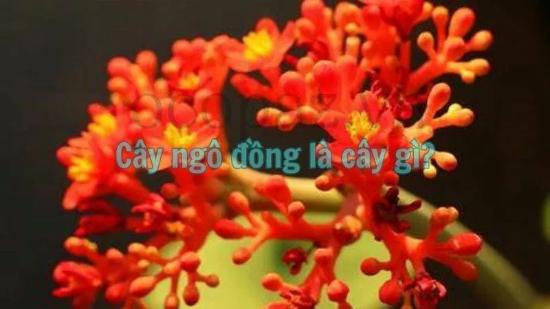 Cây ngô đồng là cây gì?