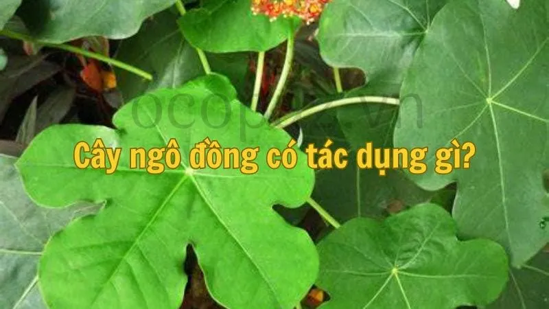 Cây ngô đồng có tác dụng gì?