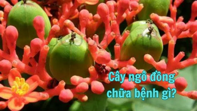 Cây ngô đồng chữa bệnh gì?