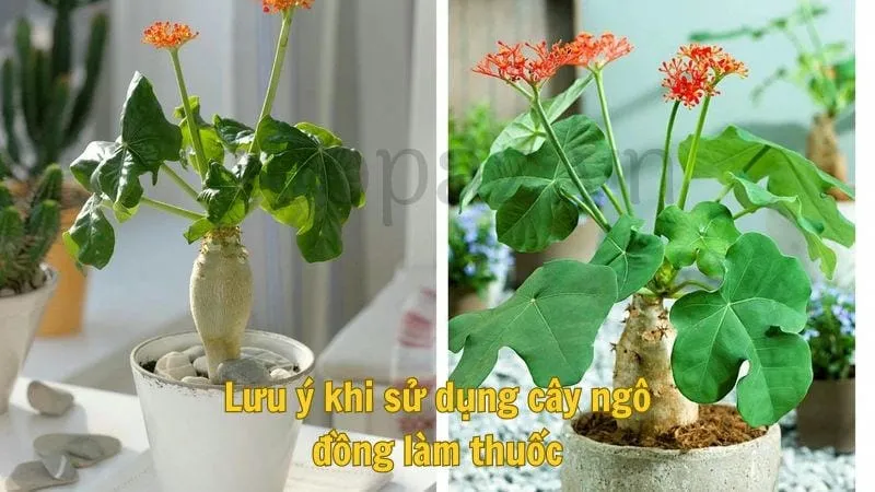 Lưu ý khi sử dụng cây ngô đồng làm thuốc