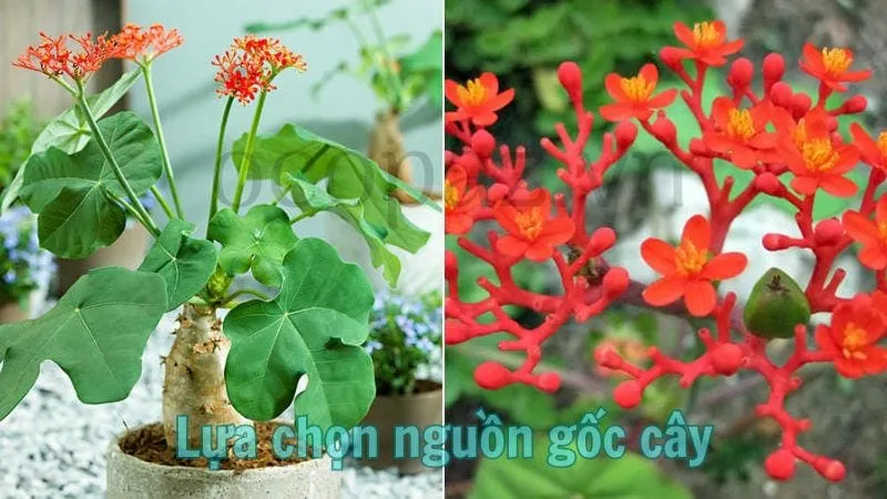 Lựa chọn nguồn gốc cây