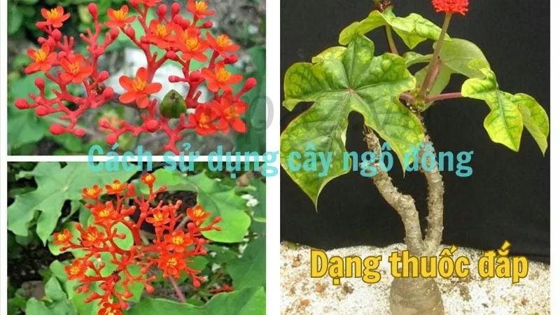 Cách sử dụng cây ngô đồng