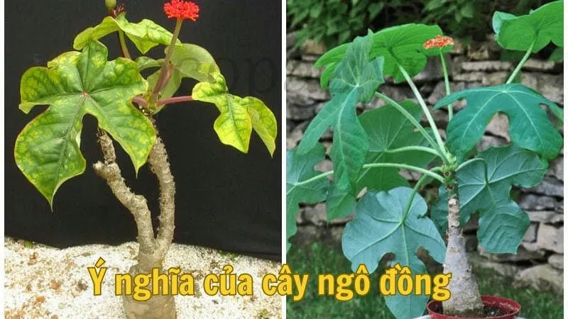 Ý nghĩa của cây ngô đồng