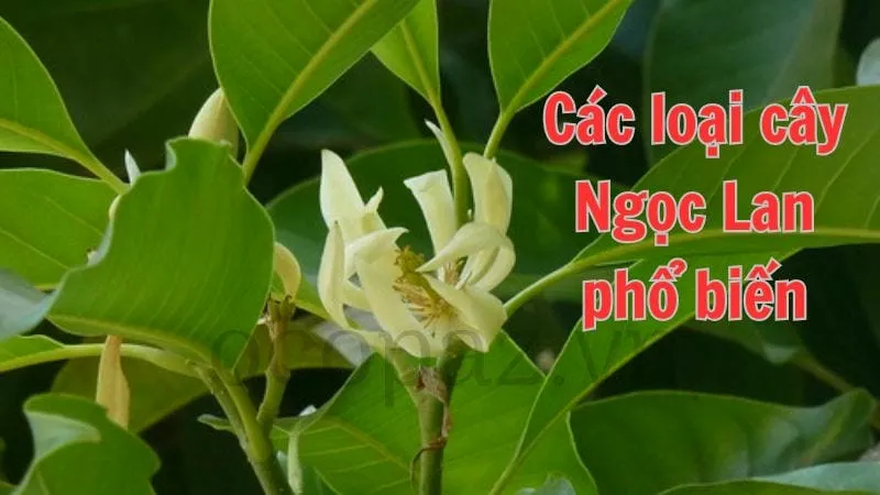 Các loại cây Ngọc Lan phổ biến