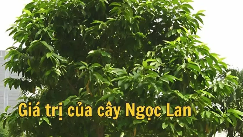 Giá trị của cây Ngọc Lan