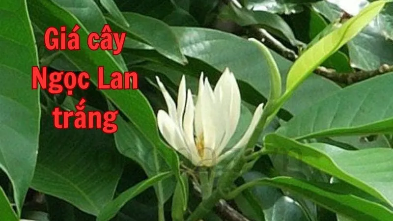 Giá cây Ngọc Lan trắng