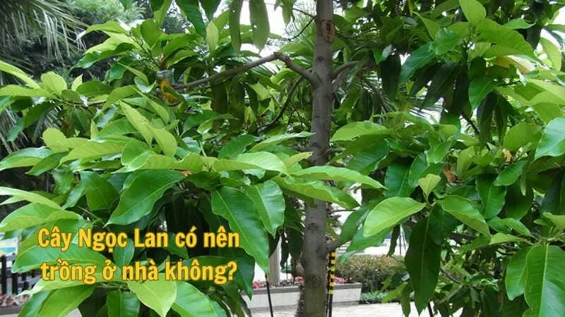 Cây Ngọc Lan có nên trồng ở nhà không?