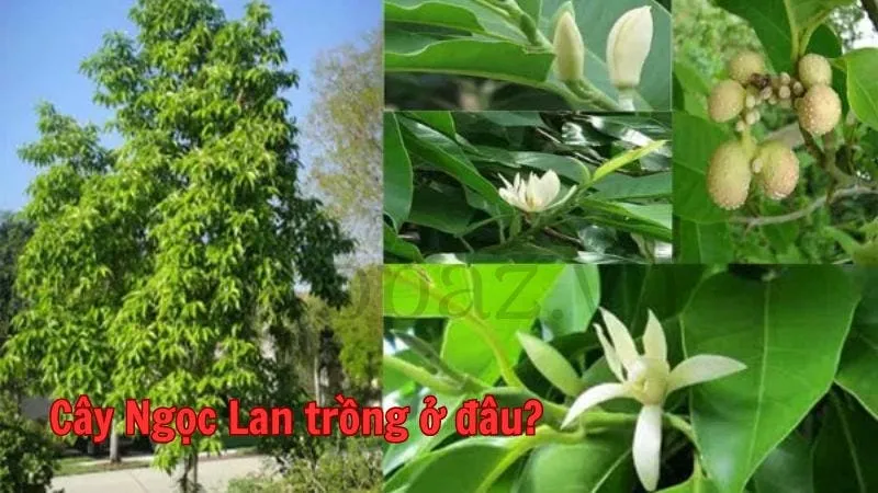 Cây Ngọc Lan trồng ở đâu?