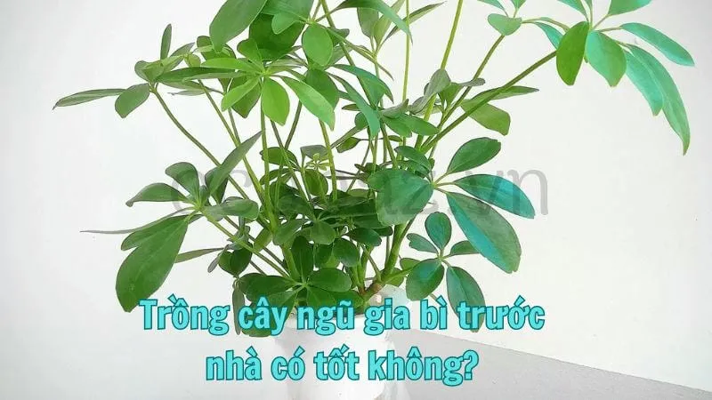 Cây ngũ gia bì - Cây cảnh phong thủy cho không gian sống 4