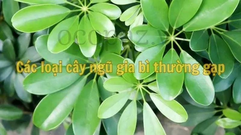 Cây ngũ gia bì - Cây cảnh phong thủy cho không gian sống 5