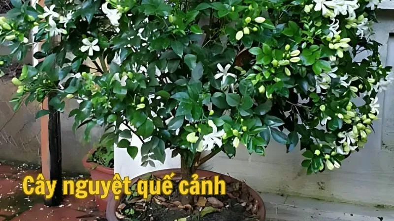 Cây nguyệt quế cảnh