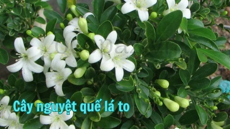 Cây nguyệt quế lá to