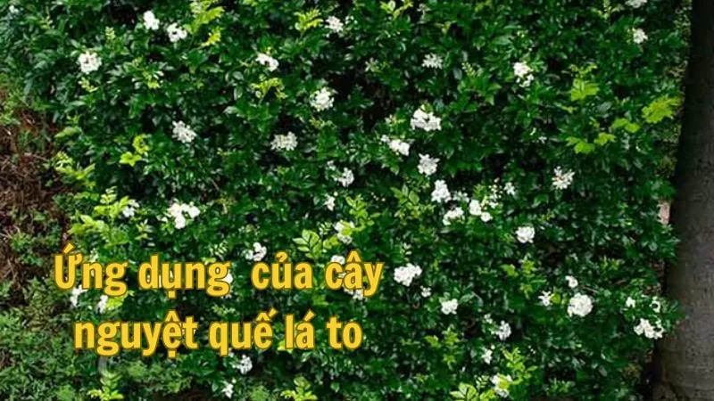 Ứng dụng  của cây nguyệt quế lá to