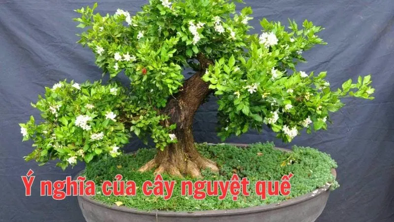 Ý nghĩa của cây nguyệt quế