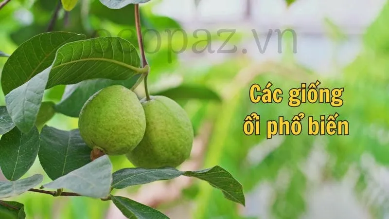 Các giống ổi phổ biến