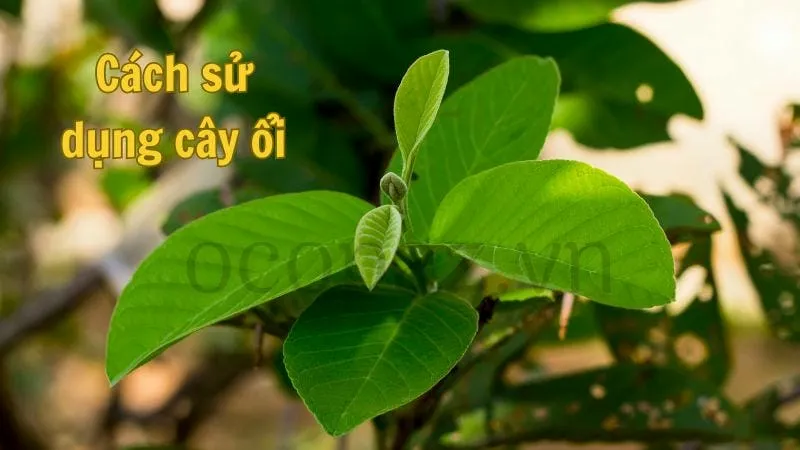 Cây ổi - Giải pháp tự nhiên cho sức khỏe 5