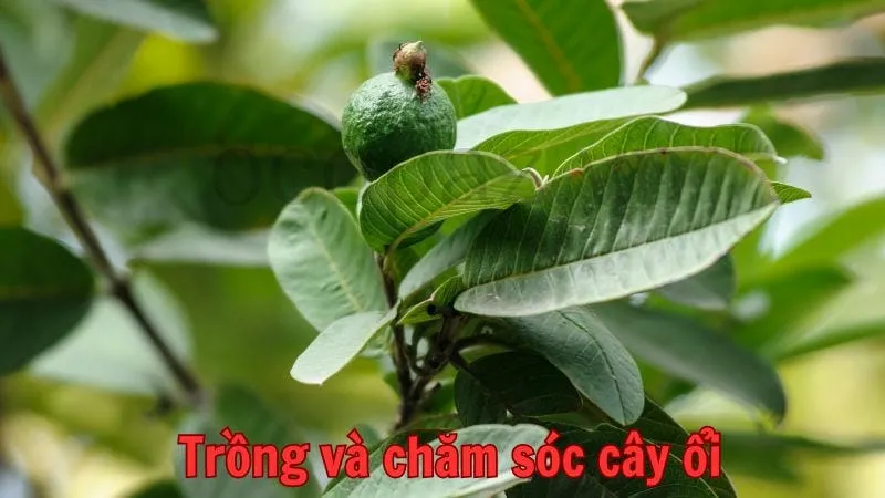 Trồng và chăm sóc cây ổi