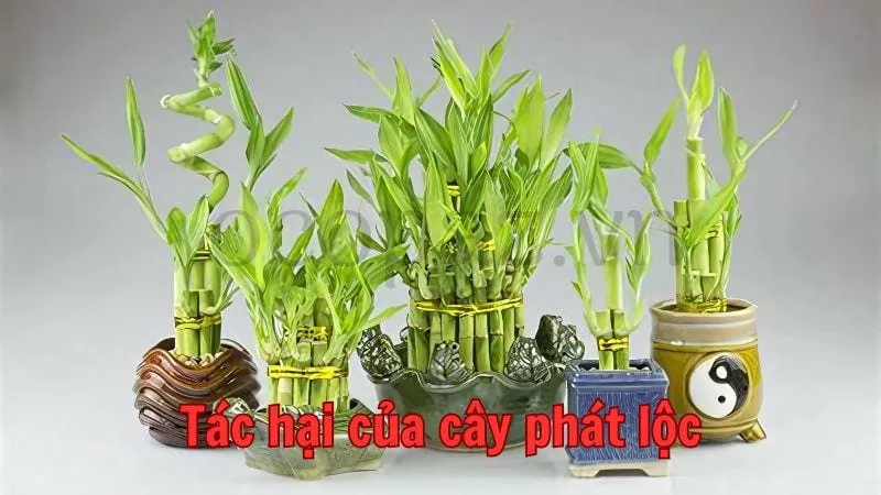 Cây phát lộc - ý nghĩa, cách chăm sóc và lợi ích 5