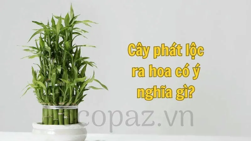 Cây phát lộc - ý nghĩa, cách chăm sóc và lợi ích 6