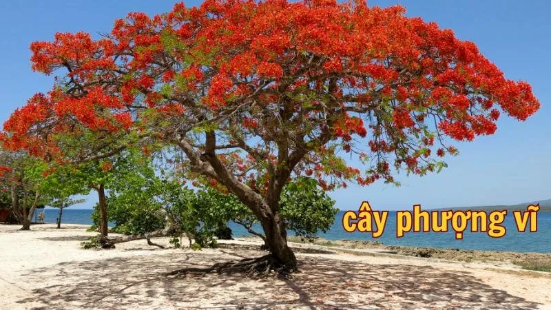 Cây phượng vĩ - Biểu tượng của mùa hè tươi đẹp
