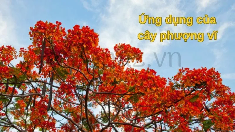 Ứng dụng của cây phượng vĩ