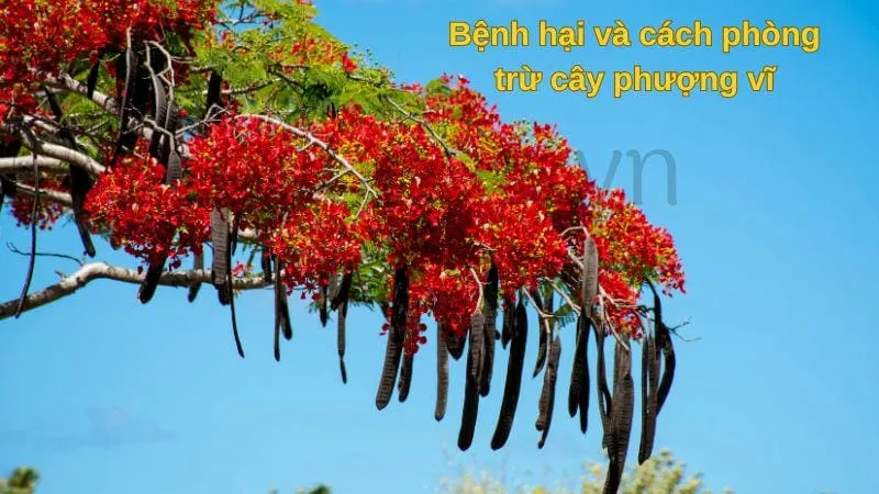 Bệnh hại và cách phòng trừ cây phượng vĩ