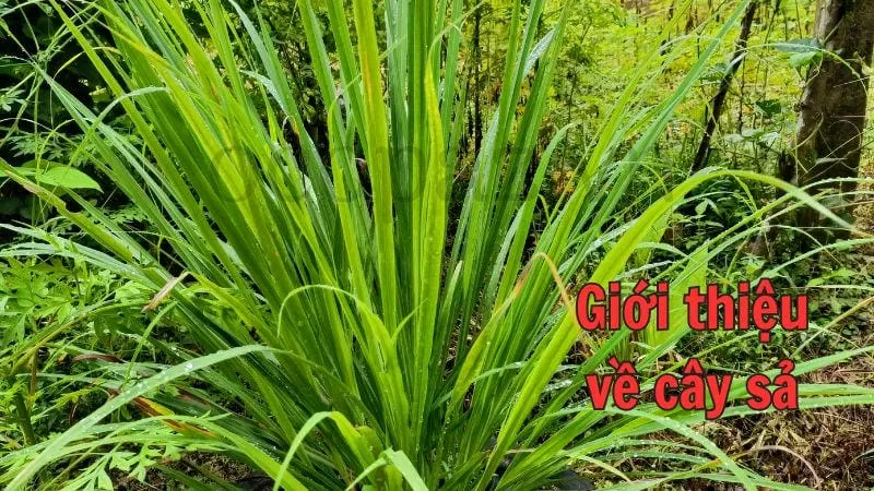 Giới thiệu về cây sả