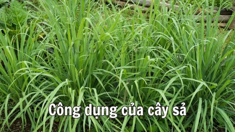 Công dụng của cây sả