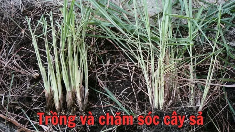 Trồng và chăm sóc cây sả