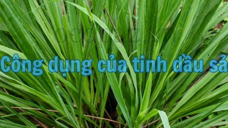 Công dụng của tinh dầu sả