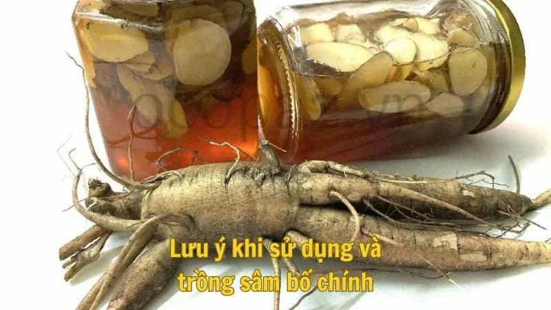 Lưu ý khi sử dụng và trồng sâm bố chính