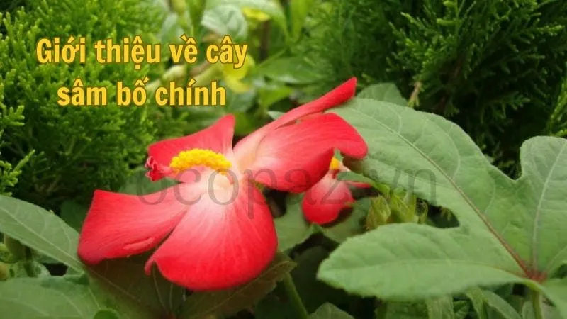 Giới thiệu về cây sâm bố chính