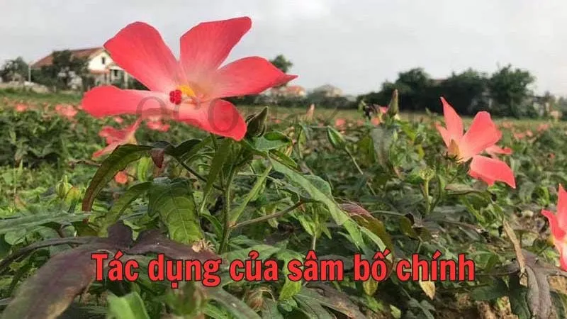 Tác dụng của sâm bố chính