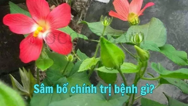 Sâm bố chính trị bệnh gì?