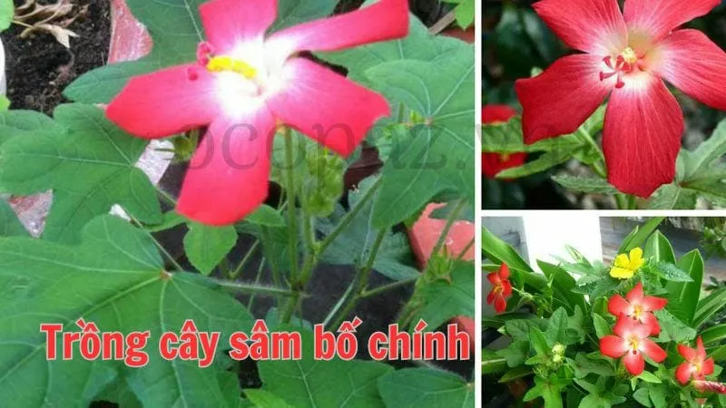 Trồng cây sâm bố chính